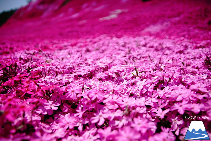 倶知安旭ヶ丘スキー場と三島さん家の芝桜の丘。